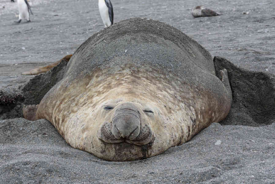 Elefante Marino - islas Georgias del Sur 05.jpg